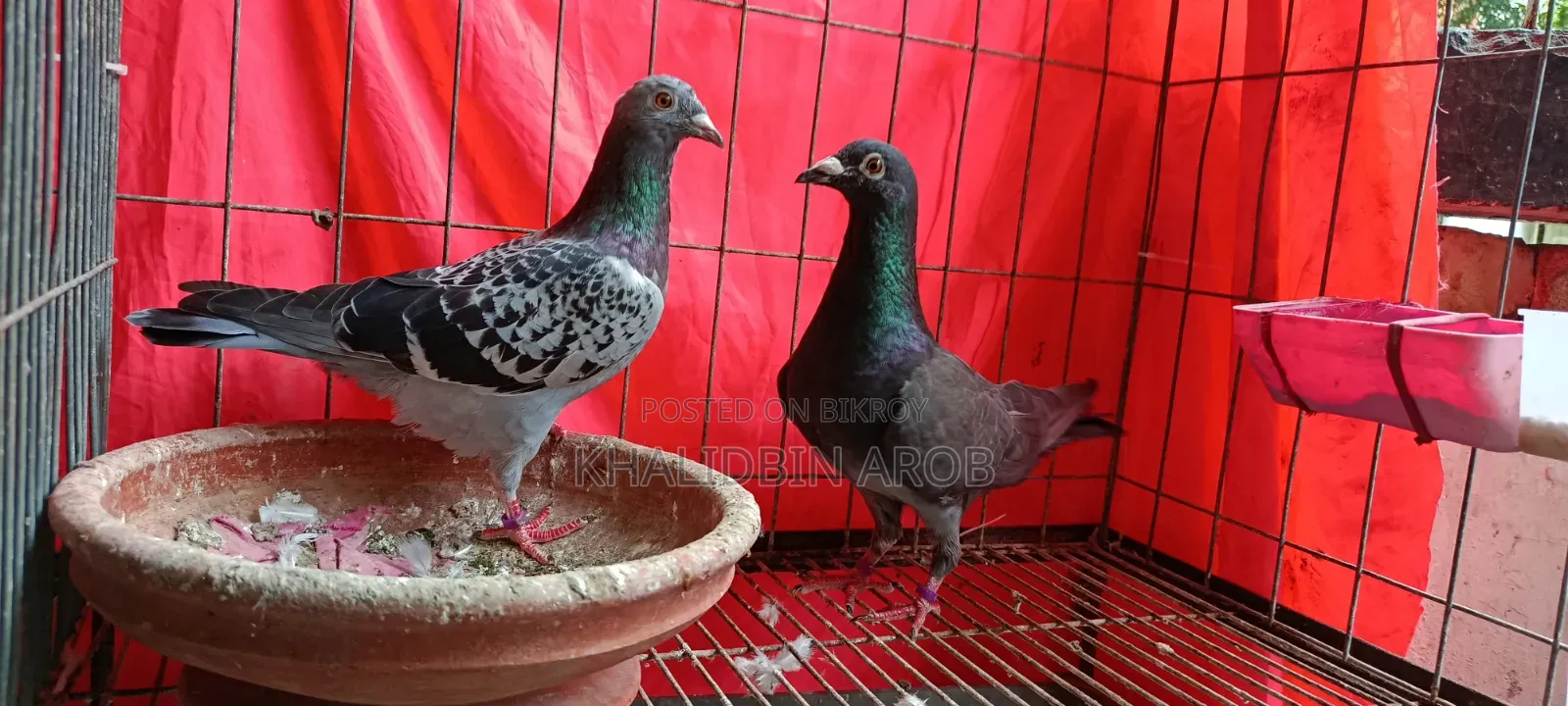Assalamu Alaikum, three pairs of Racin pigeons will be sold along with the cage.