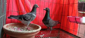 Assalamu Alaikum, three pairs of Racin pigeons will be sold along with the cage.