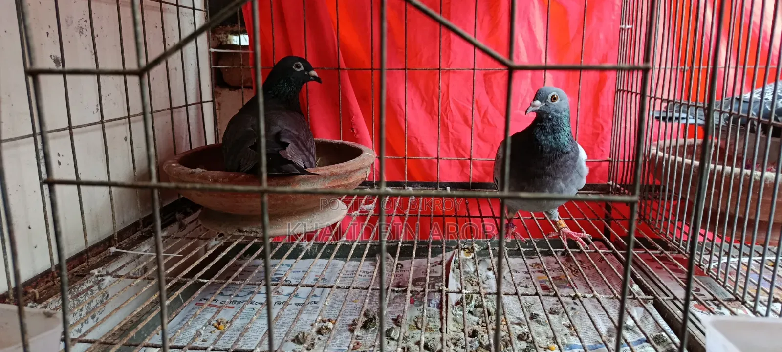 Assalamu Alaikum, three pairs of Racin pigeons will be sold along with the cage.