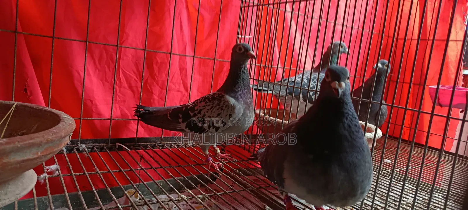 Assalamu Alaikum, three pairs of Racin pigeons will be sold along with the cage.