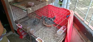 Assalamu Alaikum, three pairs of Racin pigeons will be sold along with the cage.