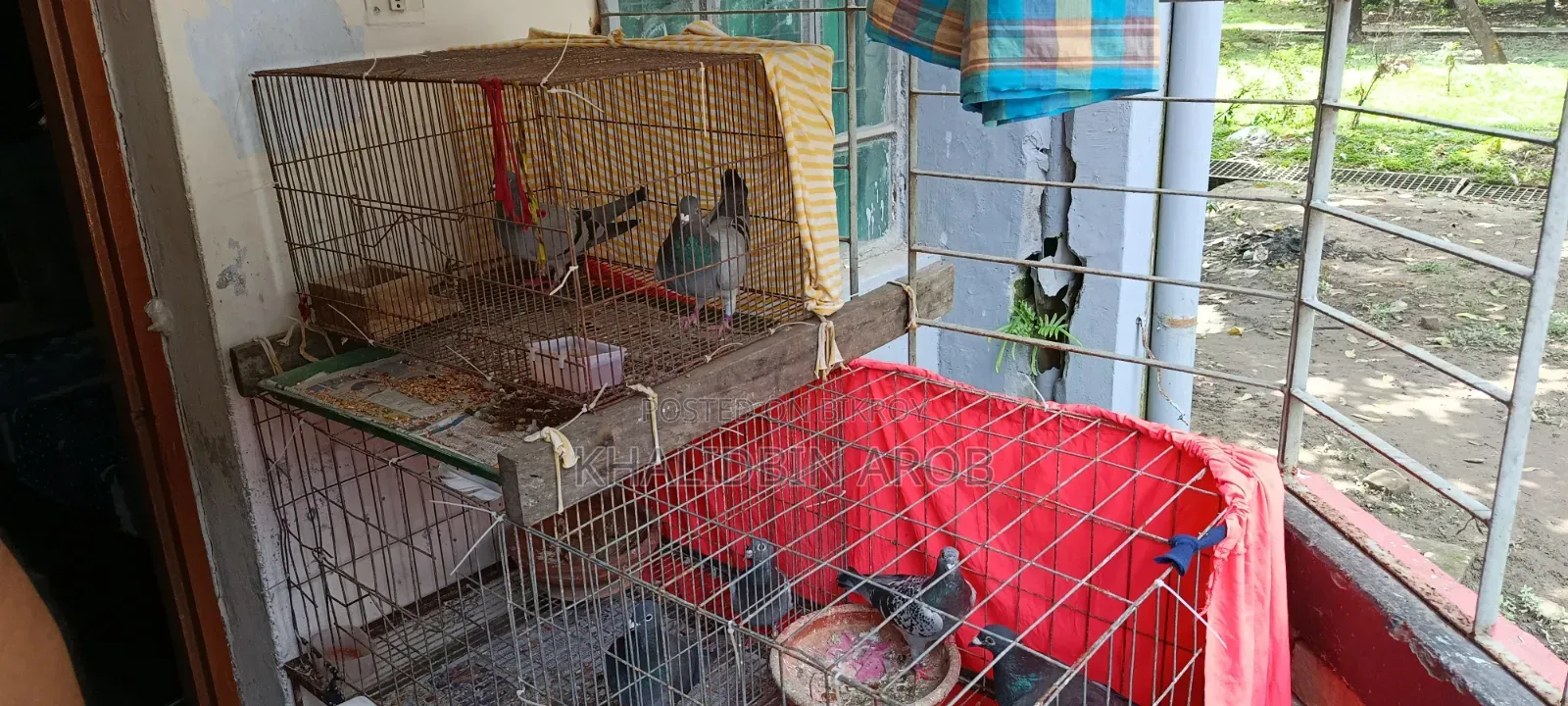 Assalamu Alaikum, three pairs of Racin pigeons will be sold along with the cage.