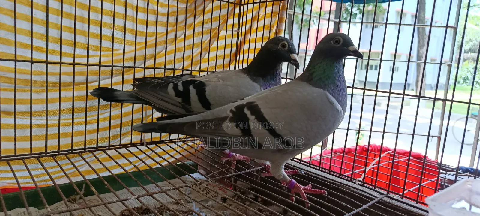 Assalamu Alaikum, three pairs of Racin pigeons will be sold along with the cage.