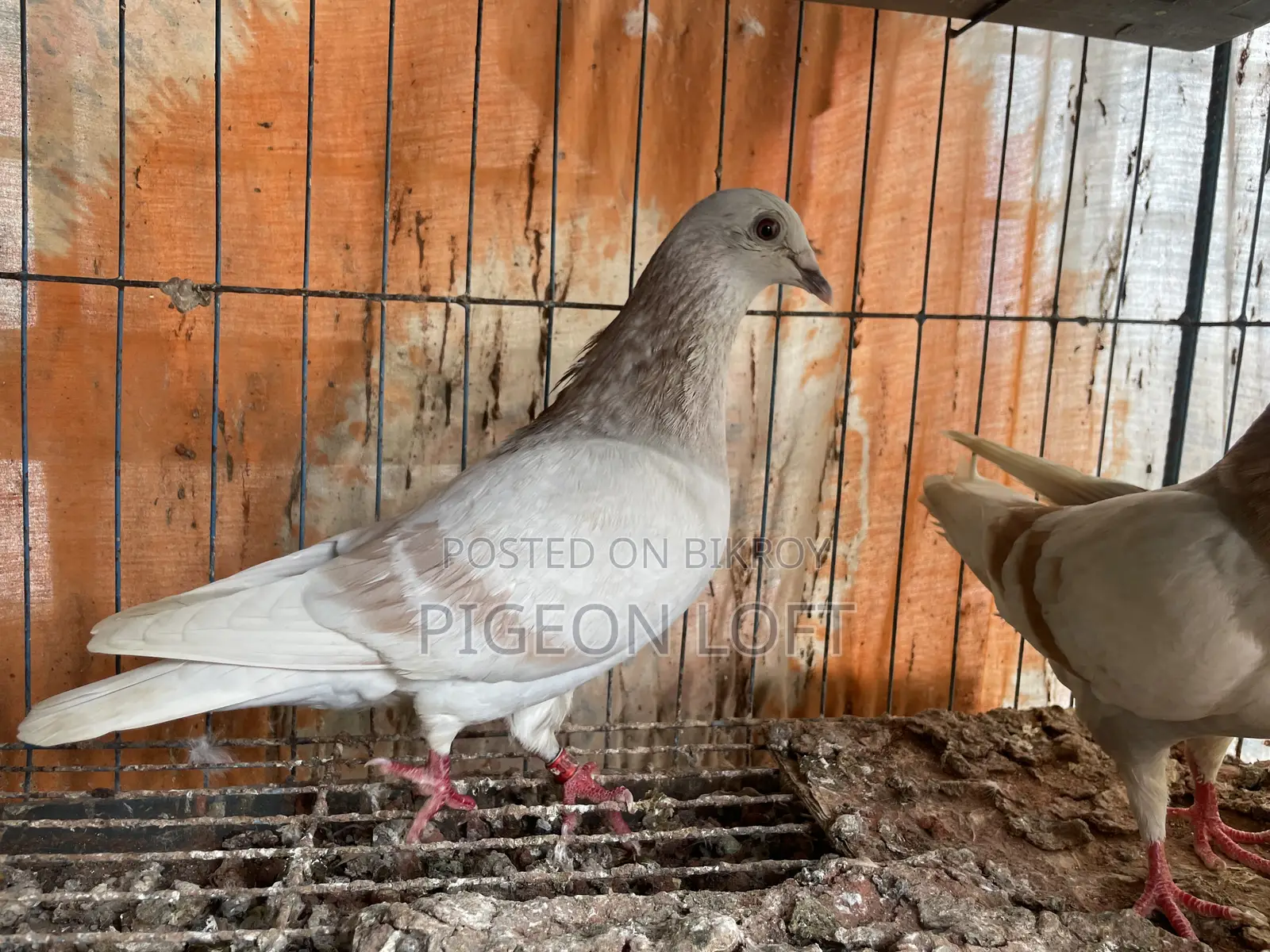 Creambar Racer Master Pair
