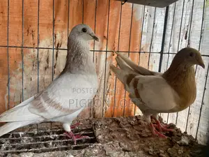 Creambar Racer Master Pair