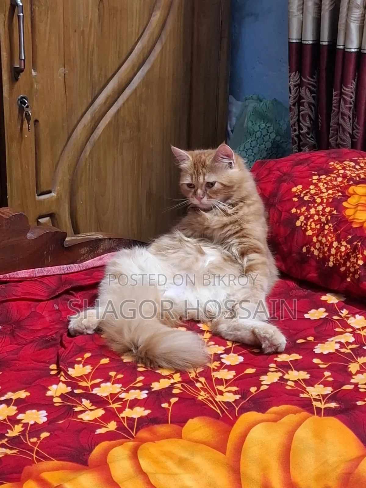 ৩-৬ মাসের পুরুষ খাঁটি পার্সিয়ান বিড়াল