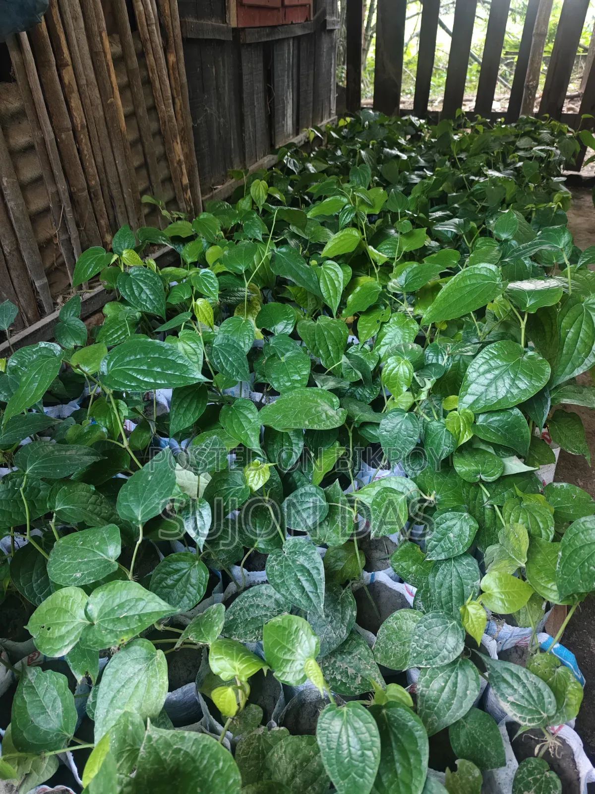 Chui Gach Saplings