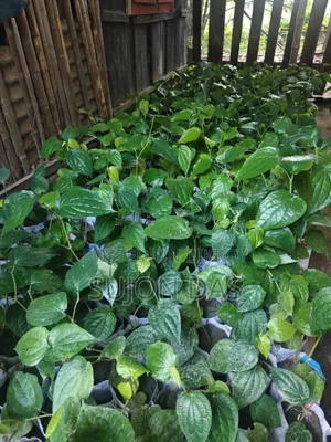 Chui Gach Saplings