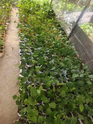 Chui Gach Saplings