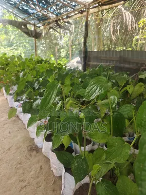 Chui Gach Saplings