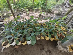 Chui Gach Saplings