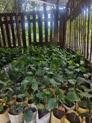 Chui Gach Saplings