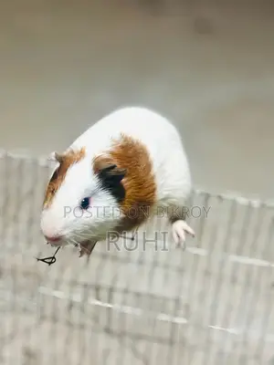 Guinea Pig for Sale.
