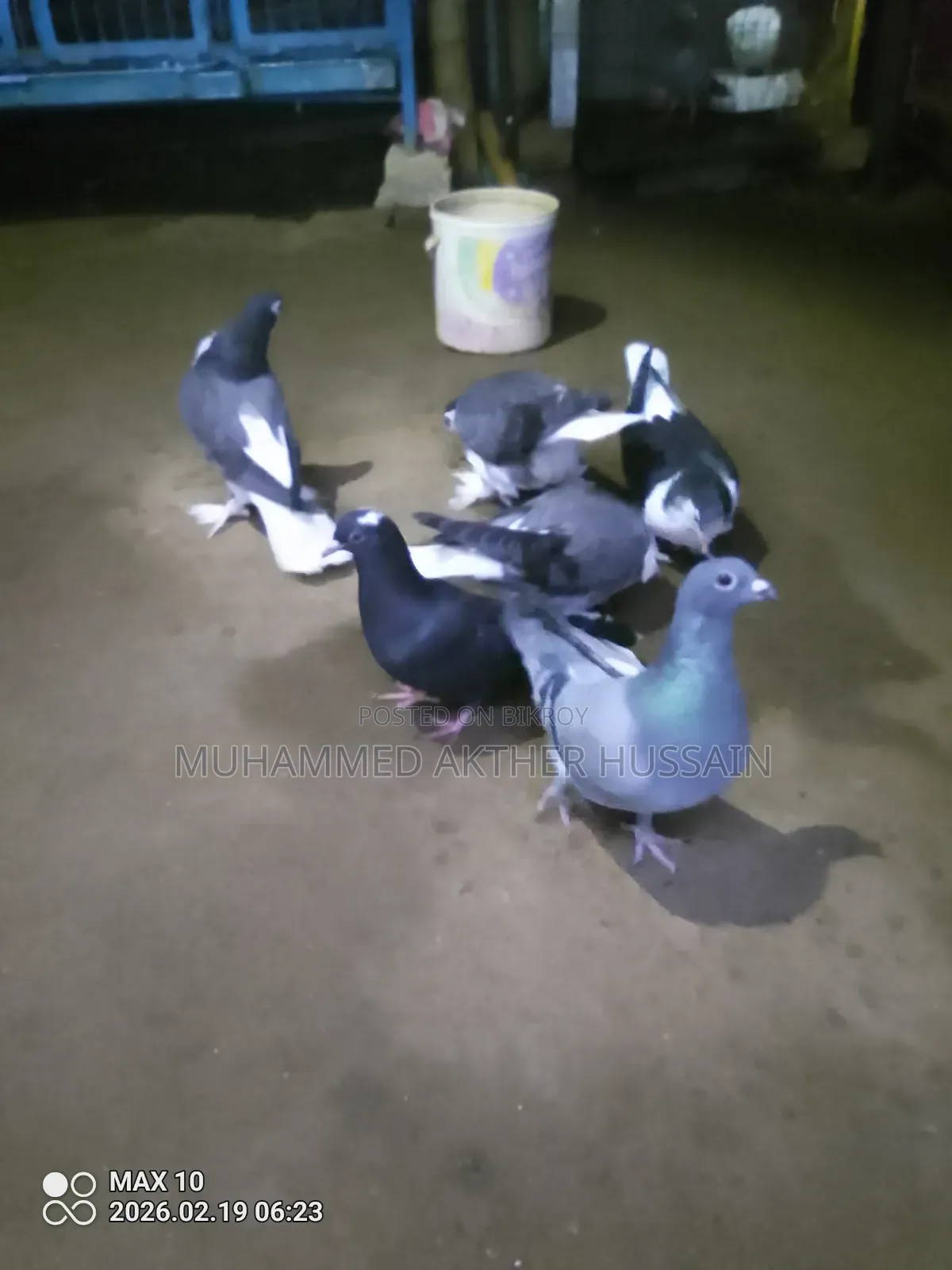Racer Pigeons 5 Pairs for Sale