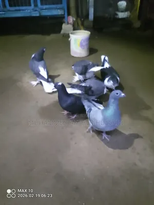 Racer Pigeons 5 Pairs for Sale