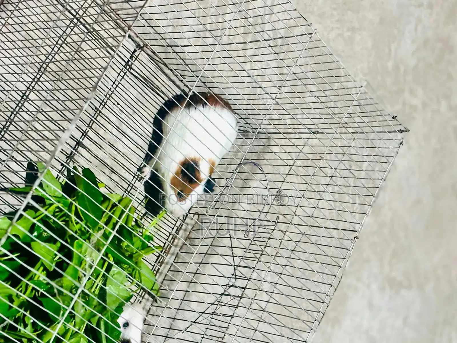 Guinea Pig for Sale.