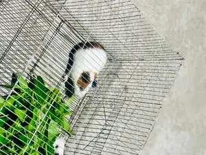 Guinea Pig for Sale.