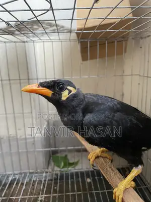 হিল ময়না পাখি