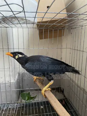 হিল ময়না পাখি