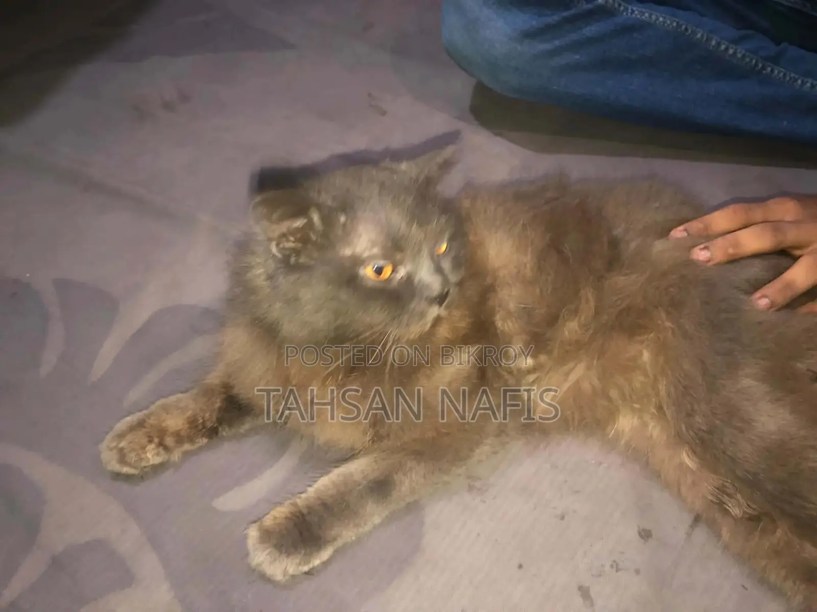 3-6 Months Male Purebred Persian