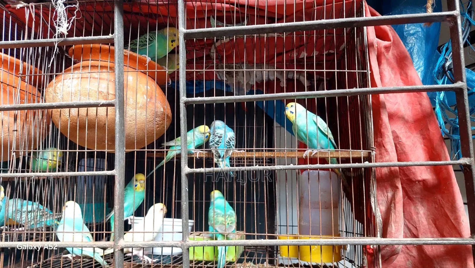 বাজিগার পাখি লট বিক্রি হবে