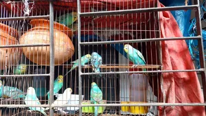 বাজিগার পাখি লট বিক্রি হবে