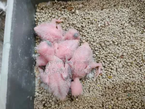 Forpus Adult / Tame Size