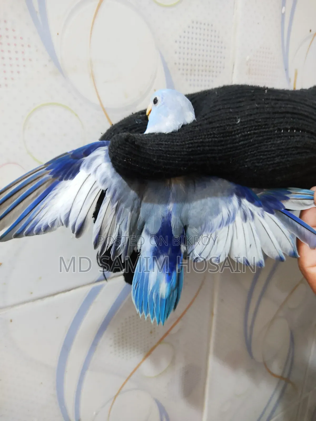 Forpus Adult / Tame Size