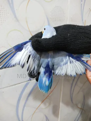 Forpus Adult / Tame Size