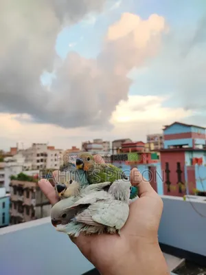লাভবার্ড বেবি