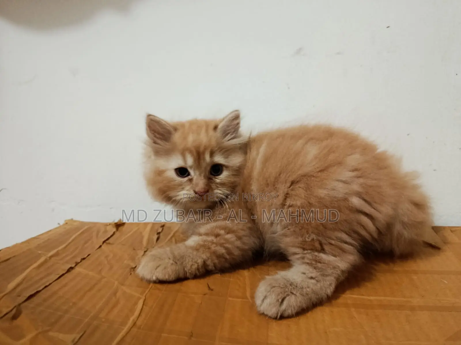 1-3 Months Male Mixed Breed Persian