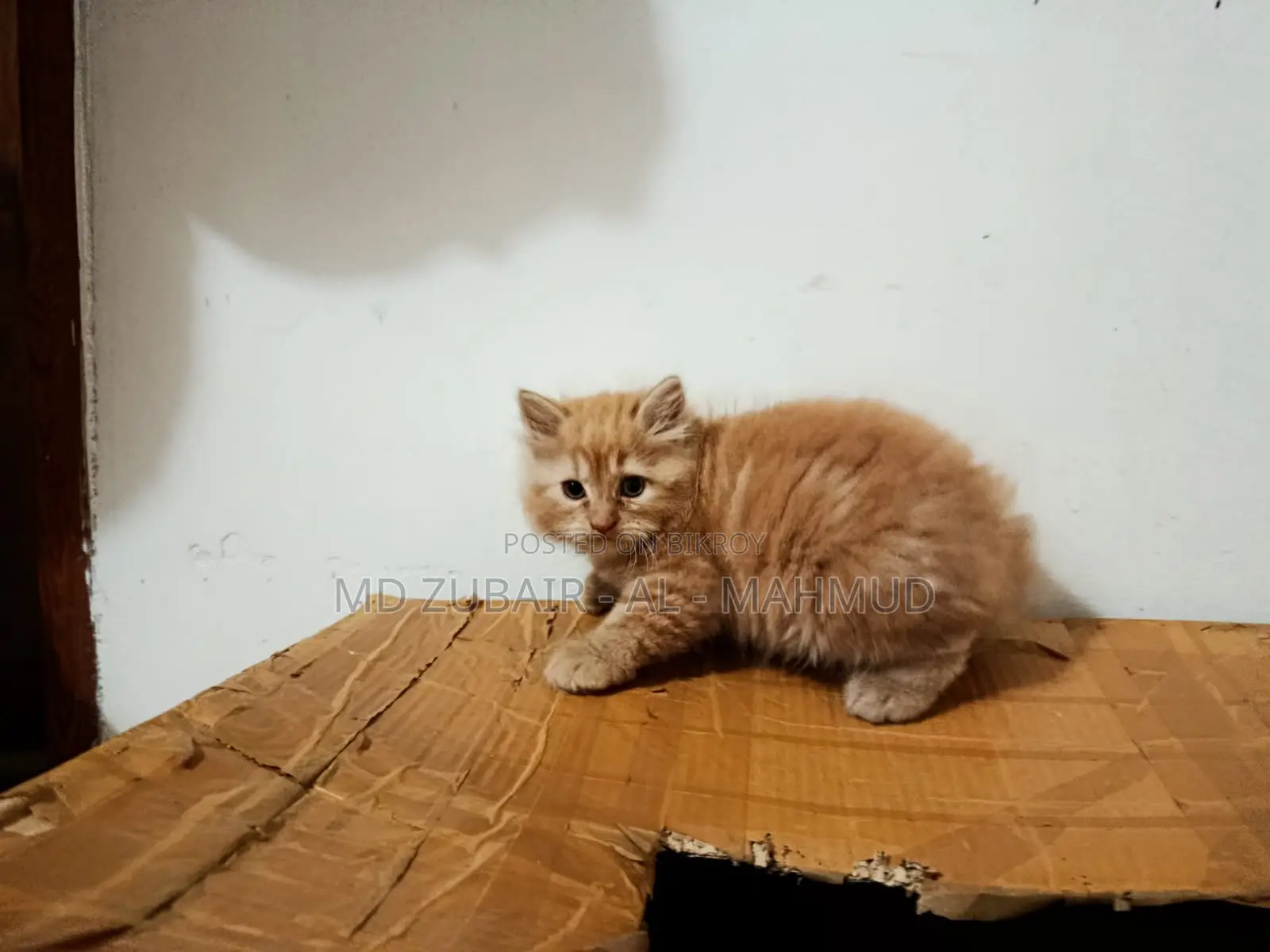 1-3 Months Male Mixed Breed Persian