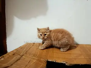 1-3 Months Male Mixed Breed Persian