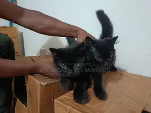 1-3 Months Male Mixed Breed Persian