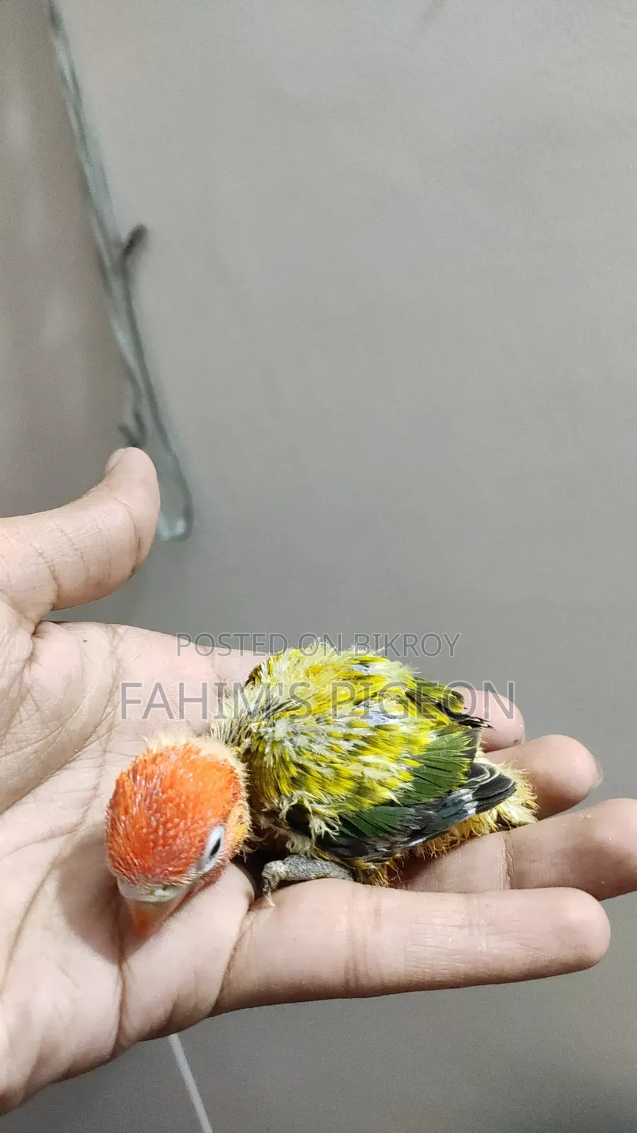 লাভবার্ড বেবি