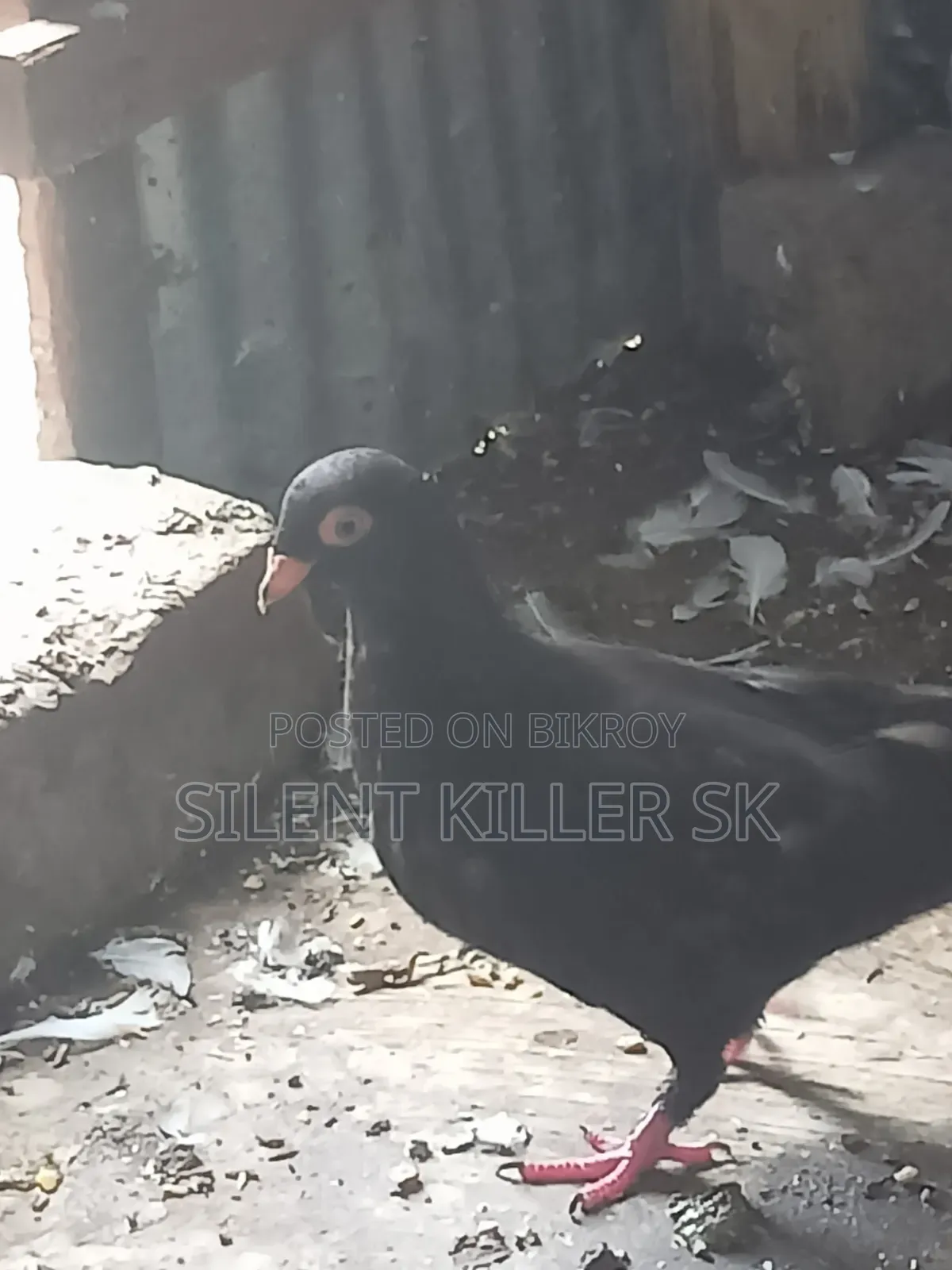 Shortface Pigeon