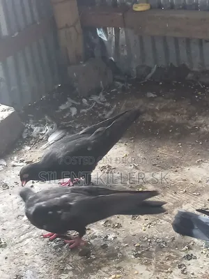 Shortface Pigeon