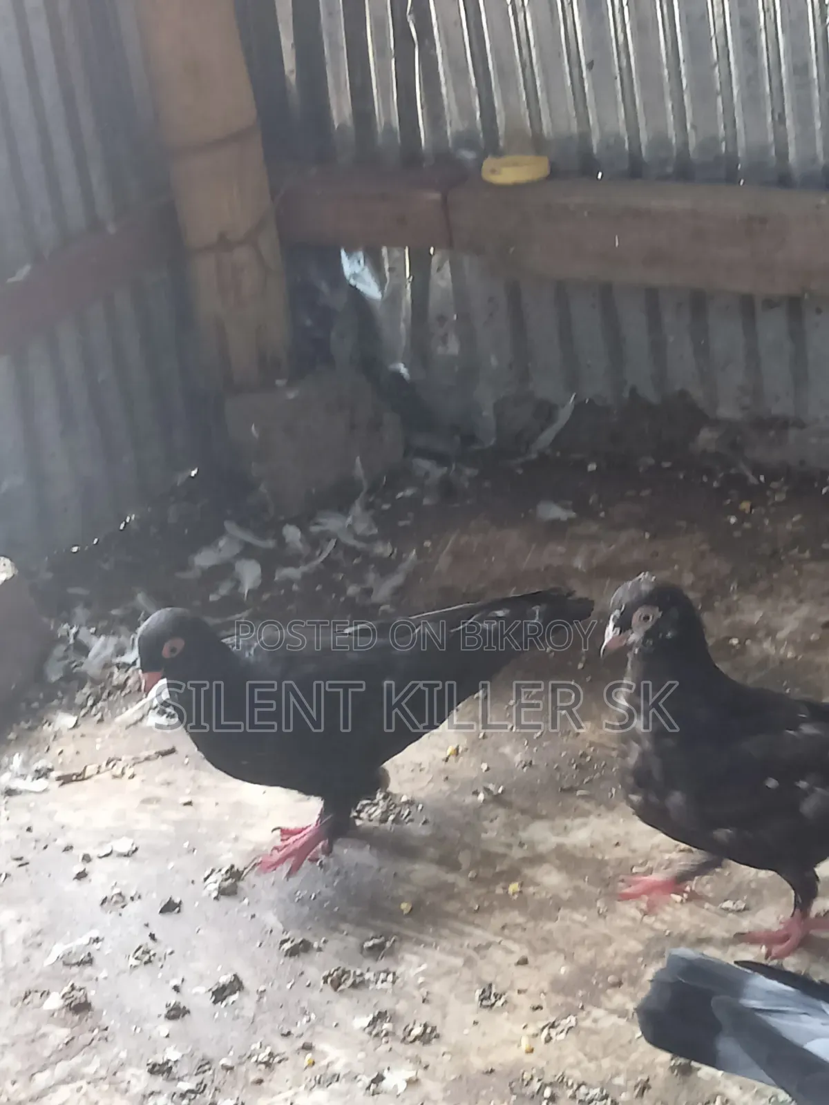 Shortface Pigeon
