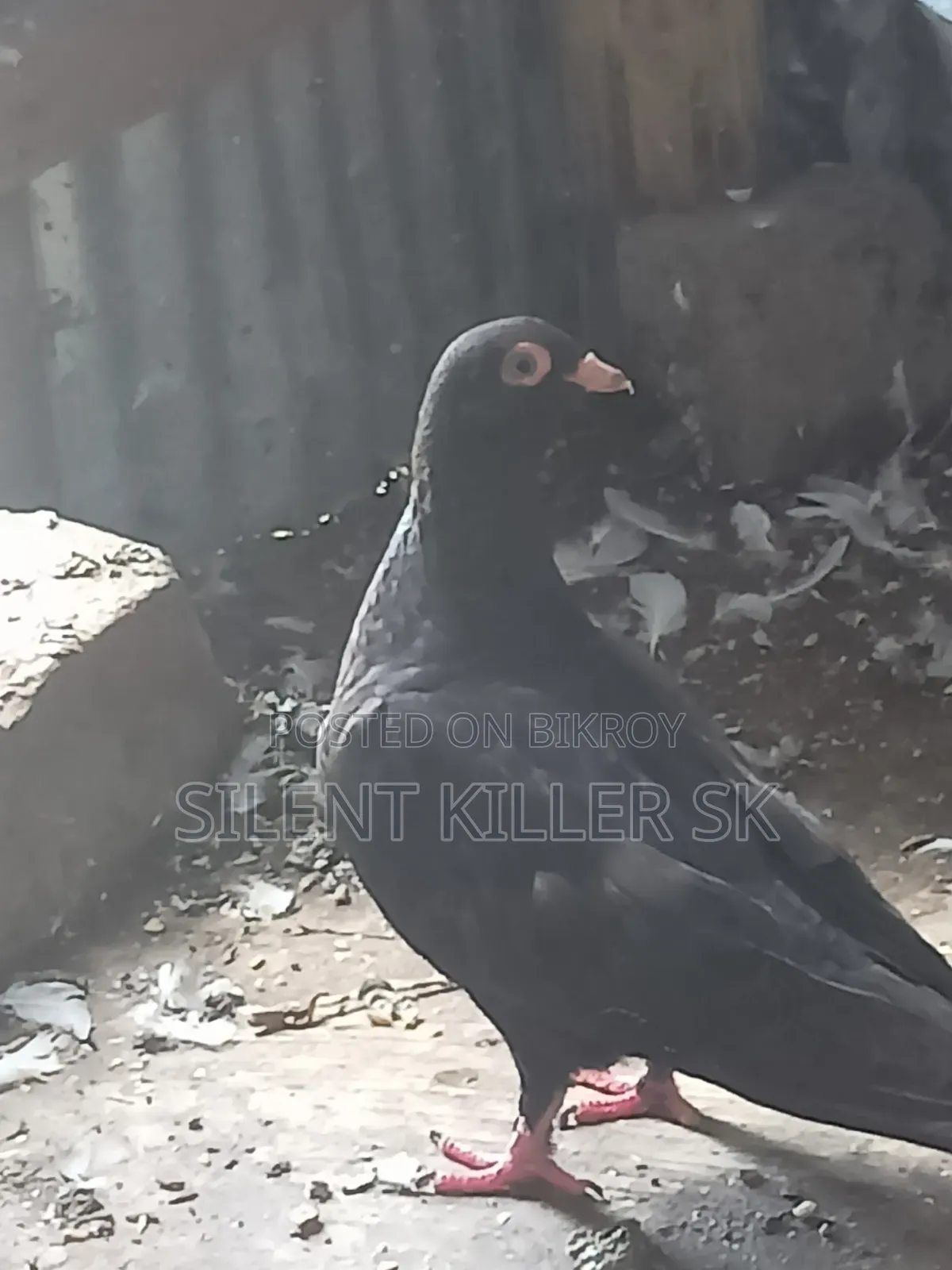 Shortface Pigeon
