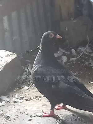 Shortface Pigeon