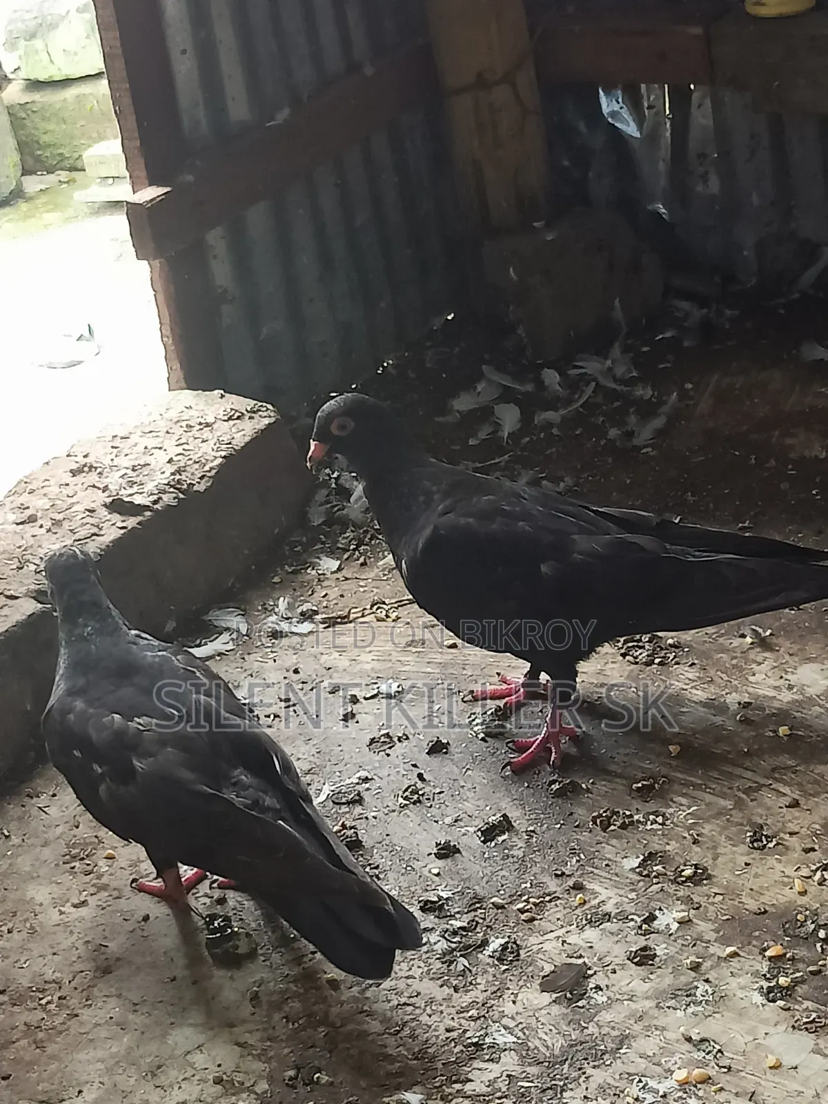 Shortface Pigeon