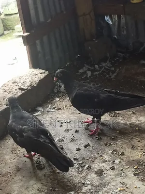 Shortface Pigeon