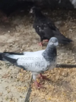 Giribaz Pigeon