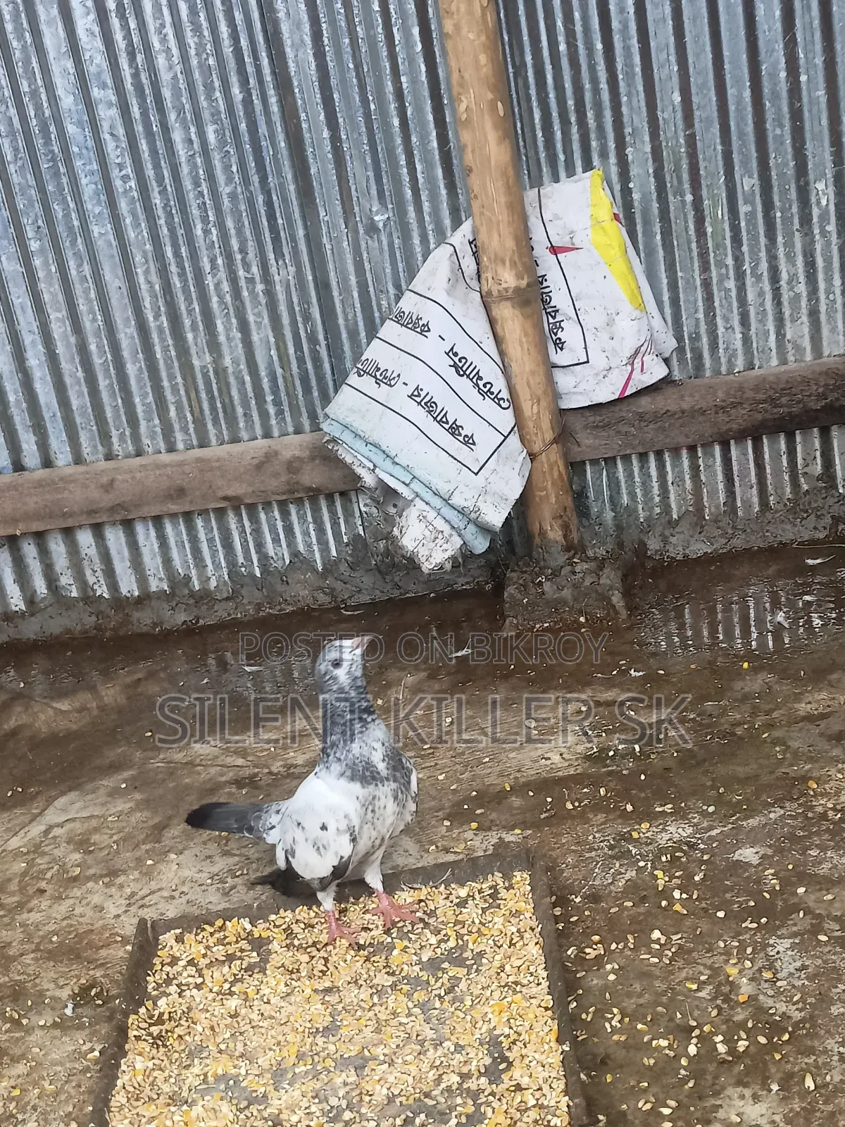 Giribaz Pigeon