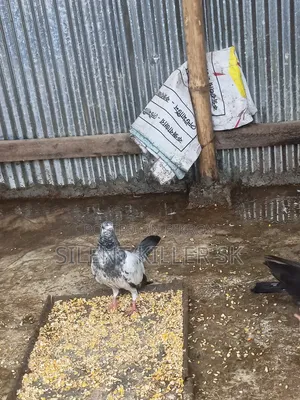 Giribaz Pigeon