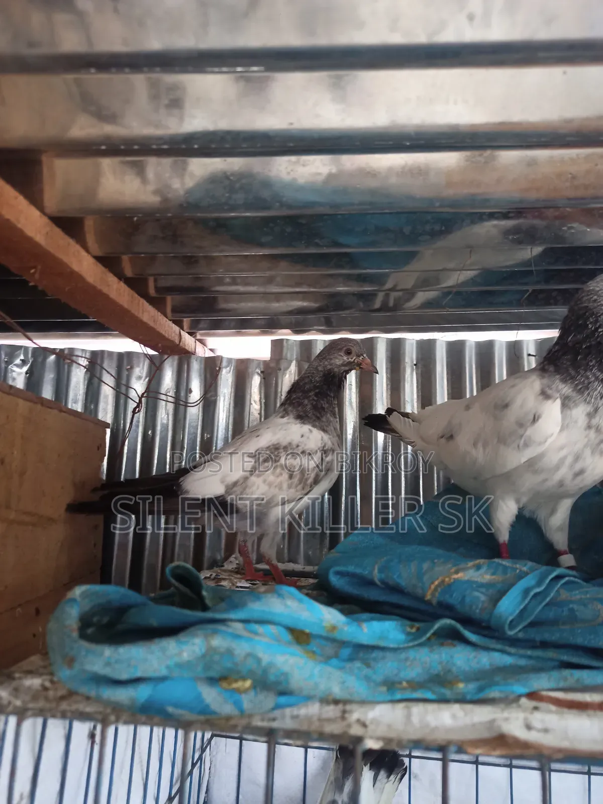 Giribaz Pigeon