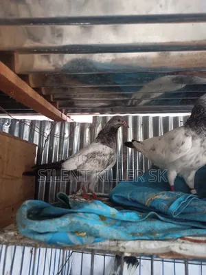 Giribaz Pigeon