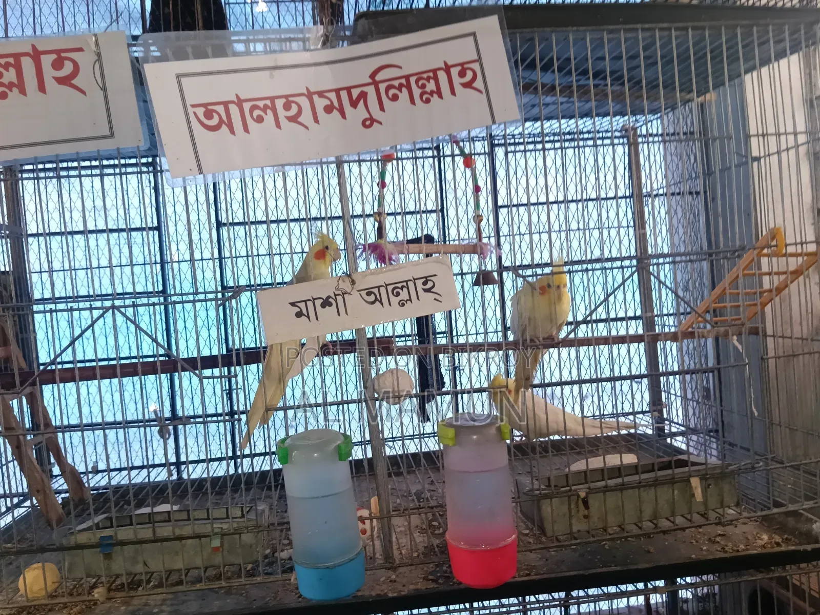Cockatiel Bird Running Pair with Four Babies Selling One Large Cage