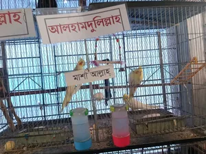 Cockatiel Bird Running Pair with Four Babies Selling One Large Cage