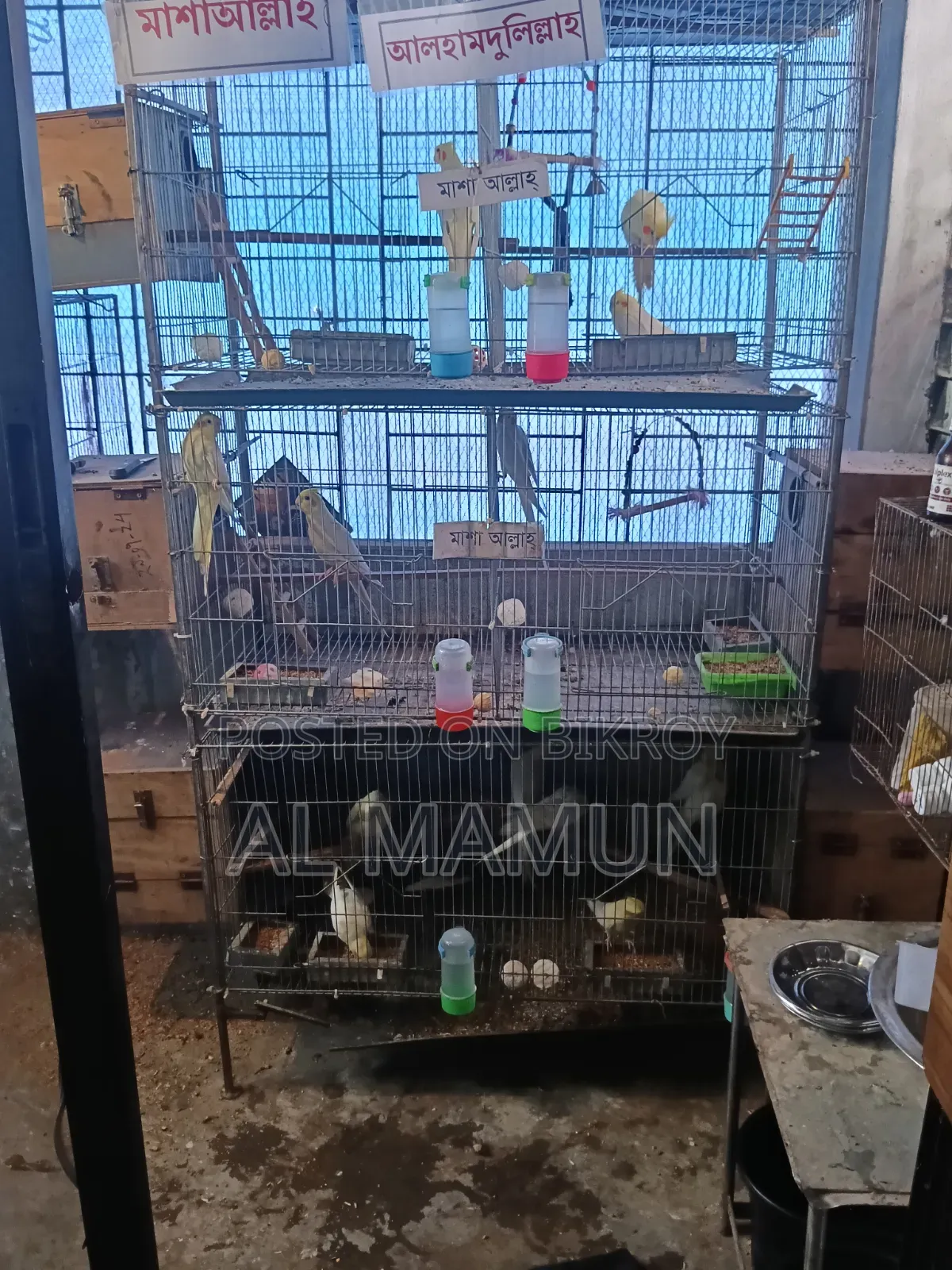 Cockatiel Bird Running Pair with Four Babies Selling One Large Cage